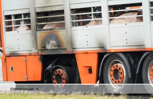 vrachtwagen met varkens in de brand  A28 Rouveen