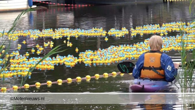 badeendjes race de Vecht hardenberg