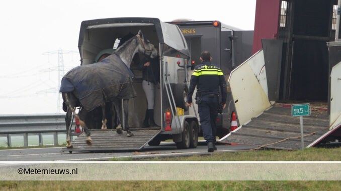 Paarden op de n34 bij Drentse Emmen
