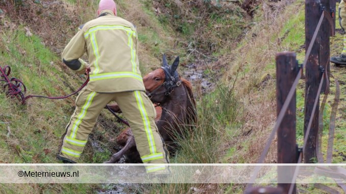paard in diepesloot in Peize
