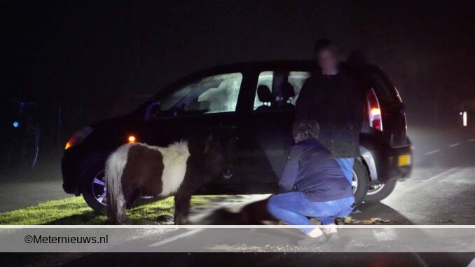 pony's dood na aanrijding in Erica
