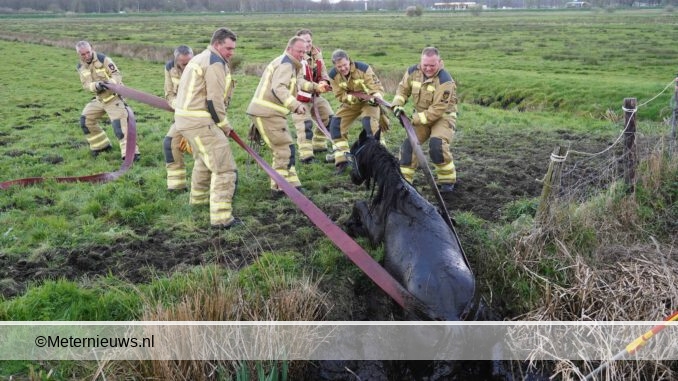 Paard uit de sloot Haren eelde