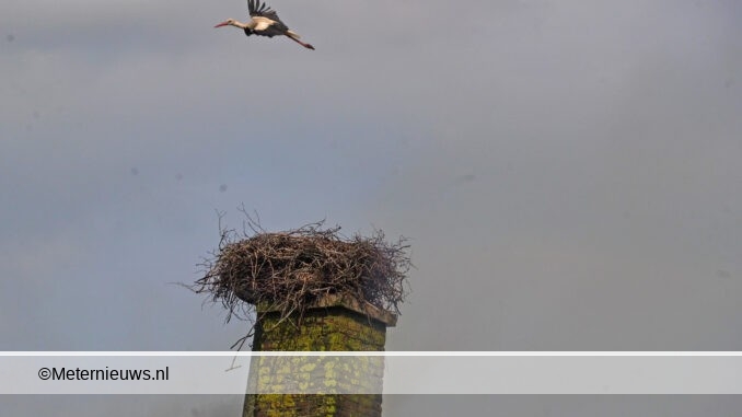 Ooievaars op nest tijden brand boerderij Veeningen3