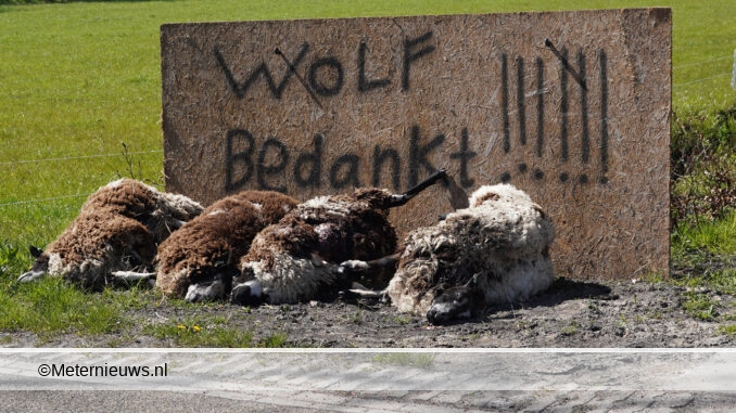 schapen dood na aanval wolf Bovensmilde