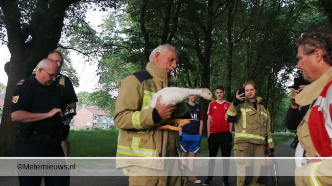 gans gered in Hoogeveen