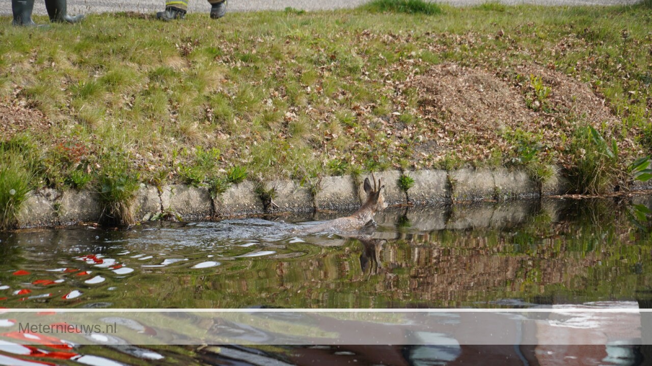 Brandweer redt ree uit kanaal Assen(Video) |